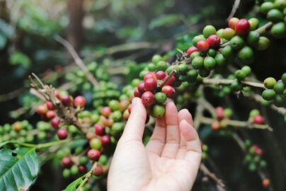Pengolahan Kopi dari Awal Sampai Akhir