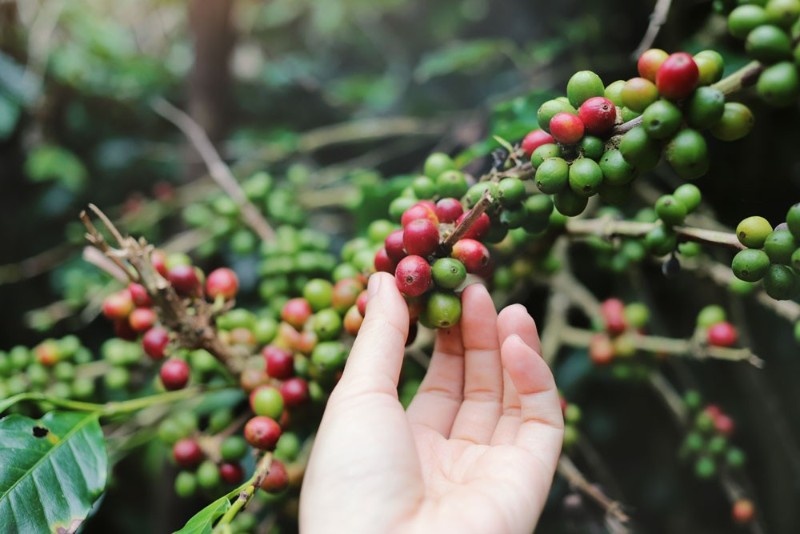 Pengolahan Kopi dari Awal Sampai Akhir
