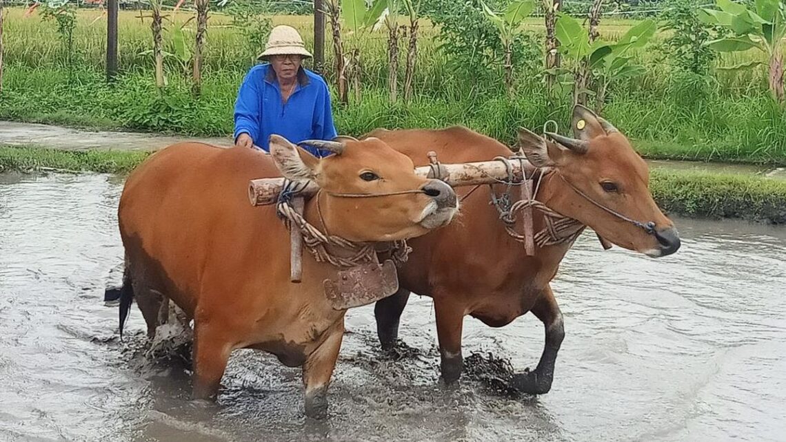 bisnis sapi untuk pemula