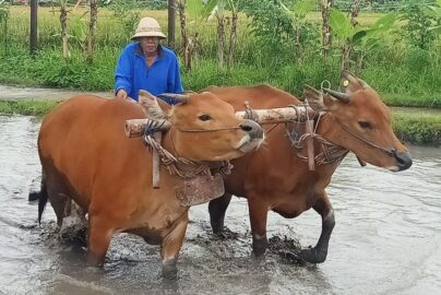 bisnis sapi untuk pemula