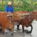 bisnis sapi untuk pemula