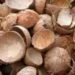 mesin penghancur batok kelapa dan jagung