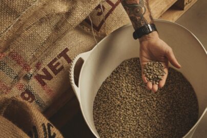 Cara Tahapan Pengolahan Kopi Setelah Panen