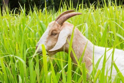 cara buat pakan kambing dari rumput