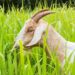 cara buat pakan kambing dari rumput