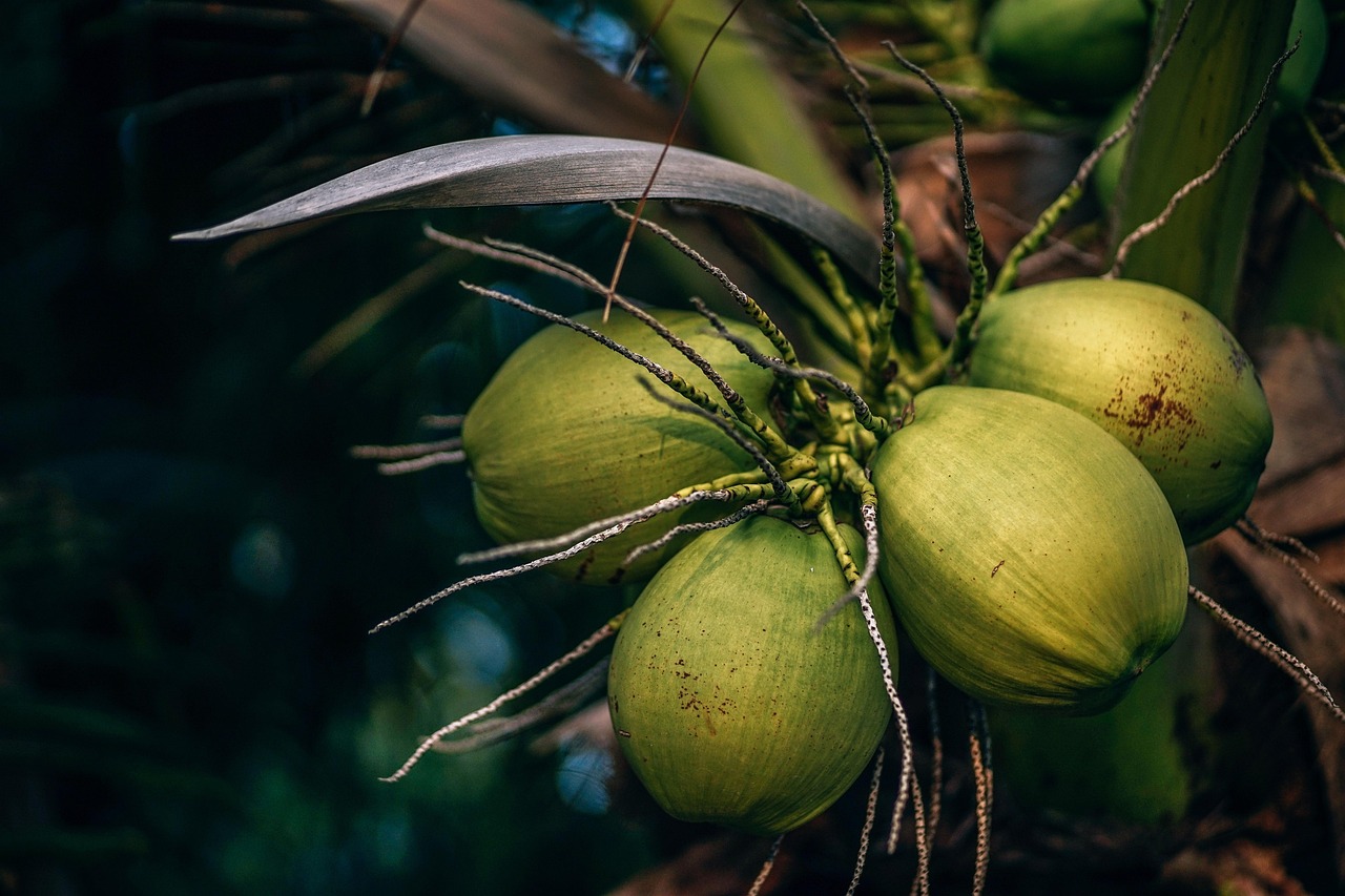produksi kelapa cungkil cepat