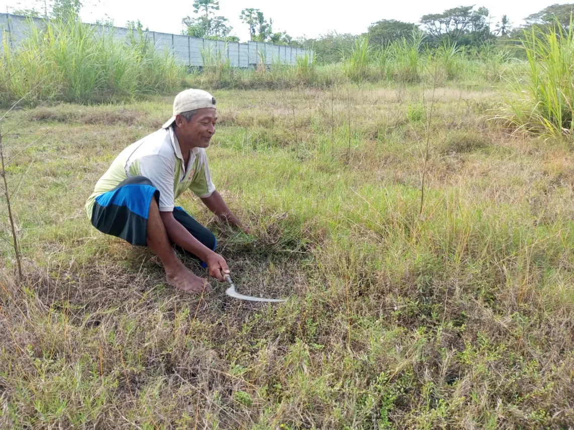 pakan rumput ternak rakyat