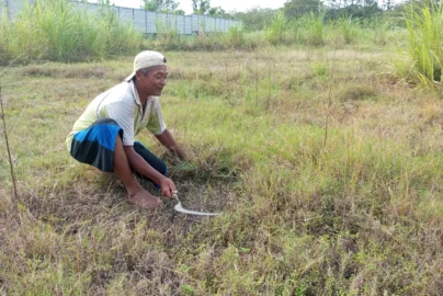 pakan rumput ternak rakyat