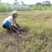 pakan rumput ternak rakyat