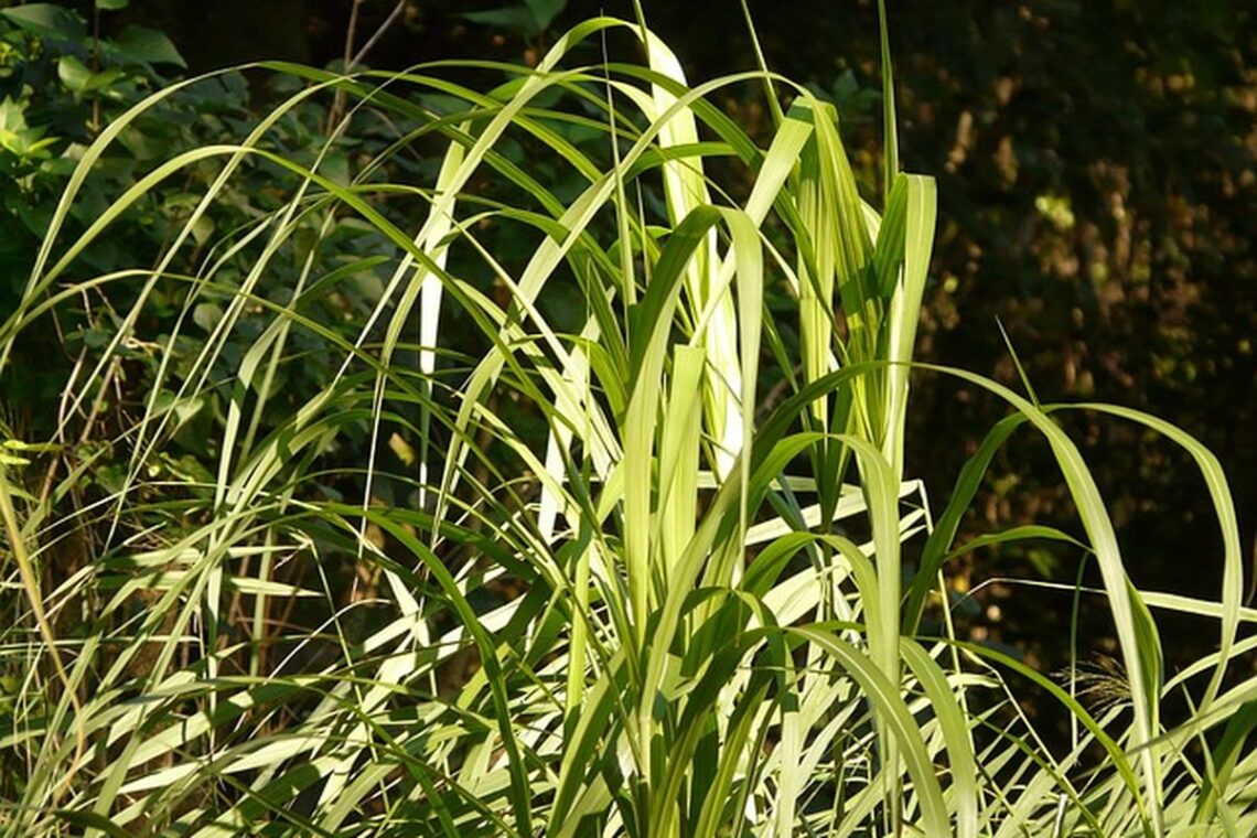 rumput odot nilai nutrisi tinggi