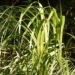 rumput odot nilai nutrisi tinggi