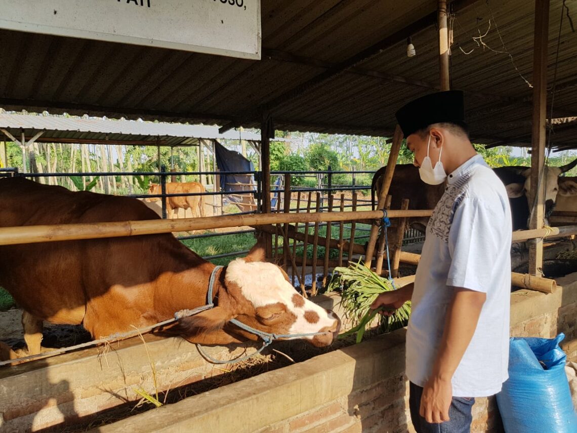 pencampuran ransum hijauan optimal