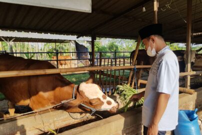 pencampuran ransum hijauan optimal