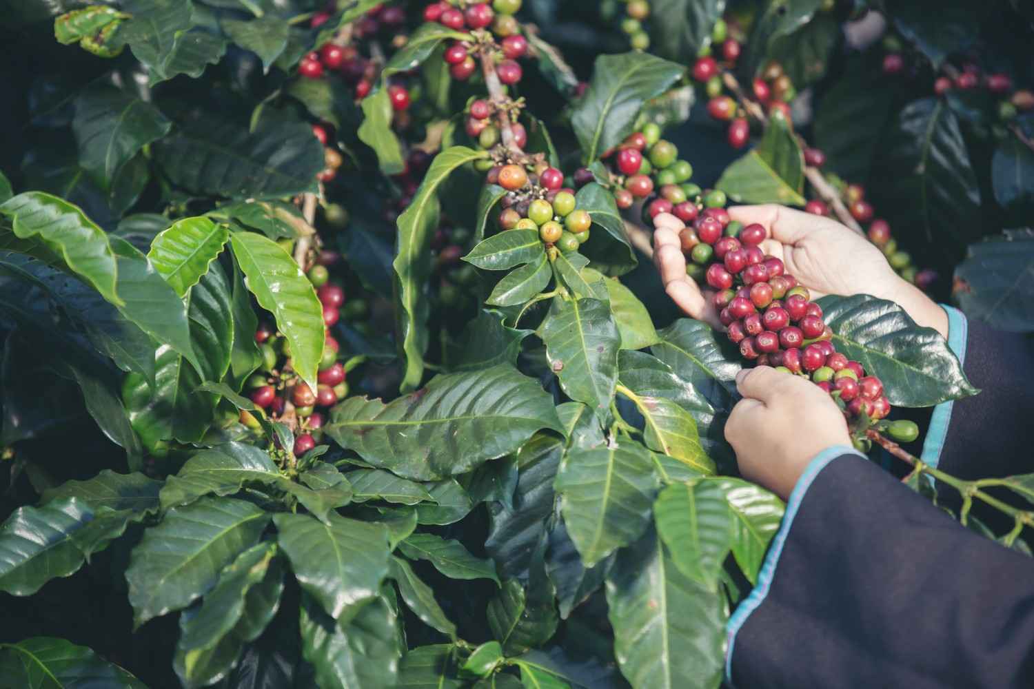 tanam kopi sistem pagar 