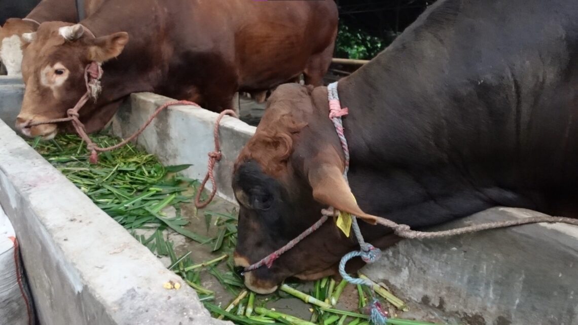 peningkatan palatabilitas pakan hijau