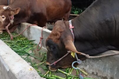 peningkatan palatabilitas pakan hijau