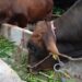 peningkatan palatabilitas pakan hijau