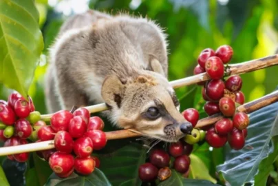 proses pengolahan kopi luwak