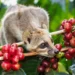 proses pengolahan kopi luwak