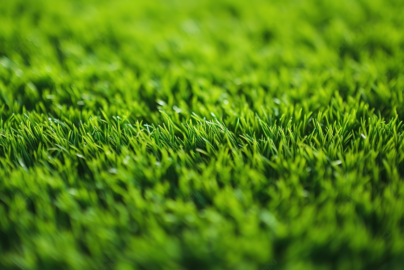 pakan rumput tahan simpan