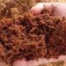 usaha cocopeat skala kecil
