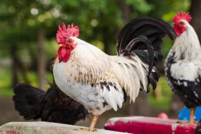 ayam