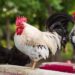 ayam