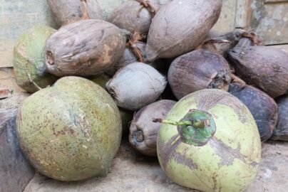 Usaha dari Kelapa Menguntungkan