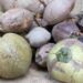 Usaha dari Kelapa Menguntungkan