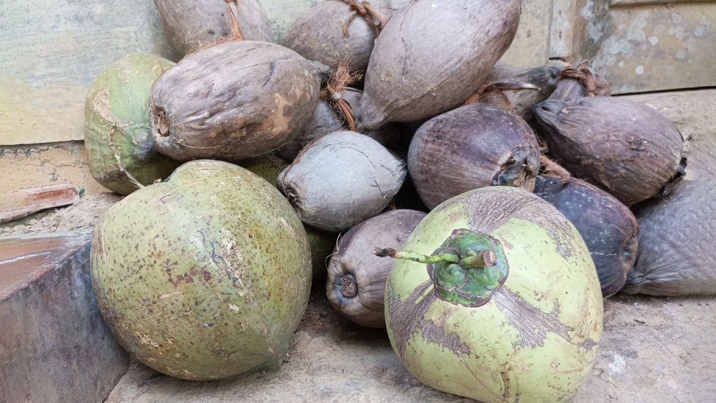 Usaha dari Kelapa Menguntungkan