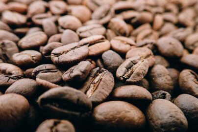 penyaringan mutu biji kopi