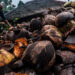 coconut waste to energy conversion