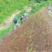cocomesh-pengendali-erosi-pada-lereng