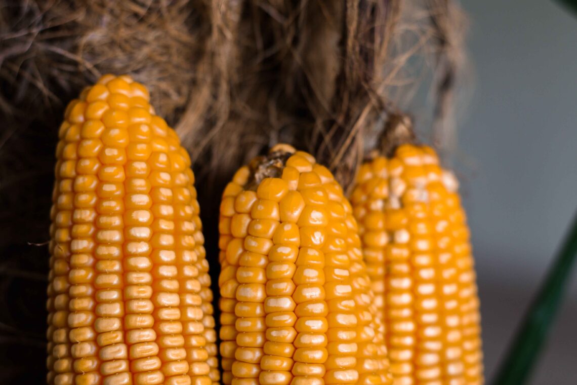 waktu panen jagung pipil
