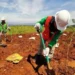 Bagaimana cara reklamasi tambang di lakukan
