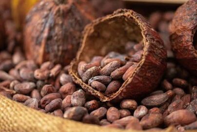 alur produksi cokelat dari kakao