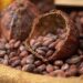 alur produksi cokelat dari kakao