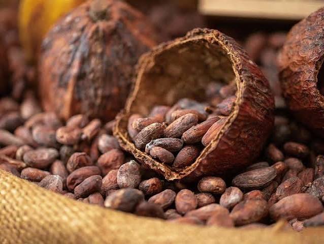 alur produksi cokelat dari kakao