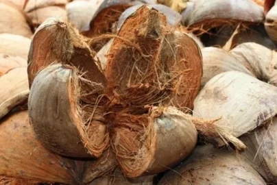 cara pengolahan limbah sabut kelapa