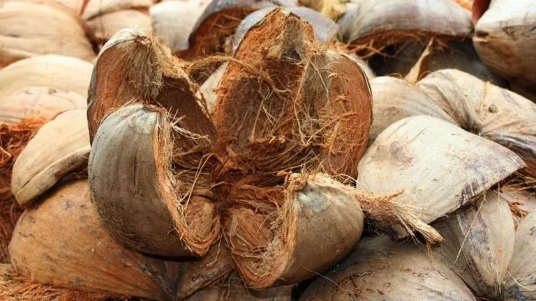 cara pengolahan limbah sabut kelapa
