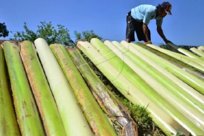 batang pisang cocok untuk pakan apa