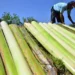 batang pisang cocok untuk pakan apa