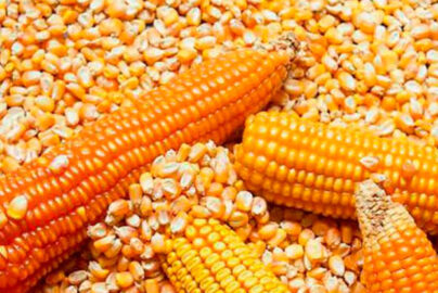cara pemipilan jagung yang efektif
