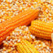 cara pemipilan jagung yang efektif