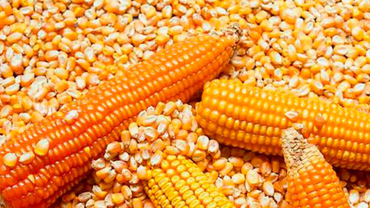 cara pemipilan jagung yang efektif