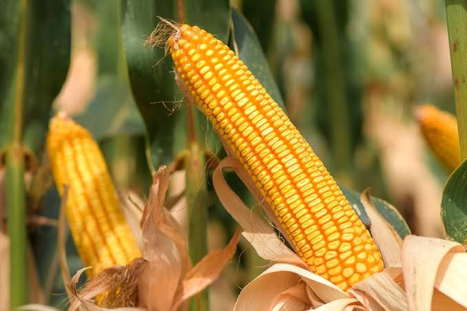 cara meningkatkan efisiensi pascapanen jagung