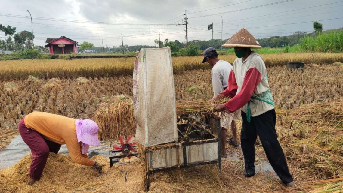 cara mengurangi gabah tertinggal