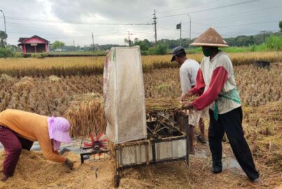 cara mengurangi gabah tertinggal