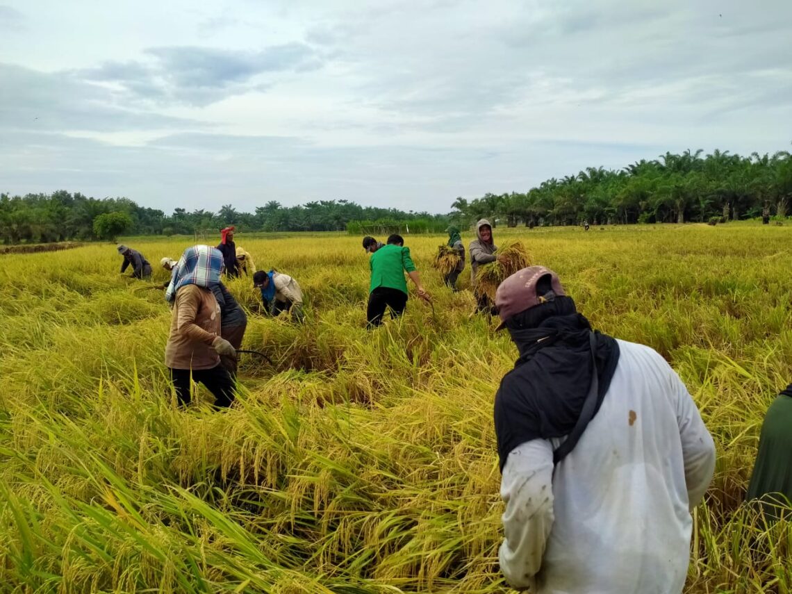 cara menjaga kualitas setelah panen
