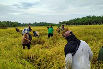 cara menjaga kualitas setelah panen